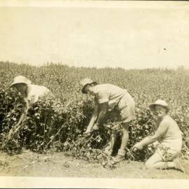 Picking tomatoes, Hume farm, Katikati WWII
