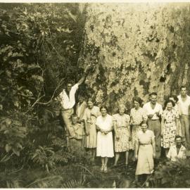 Kauri at Katikati c1930s