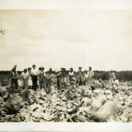 Bagging cabbages, Hume farm, Katikati WWII