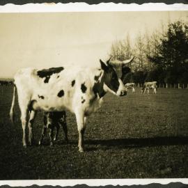 Cow and calf, Hume farm, Katikati WWII