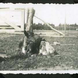 Animals, Hume farm, Katikati WWII