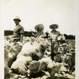 Bagging cabbages, Hume farm, Katikati WWII