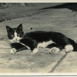 Maria Harvey's cat Peter c. 1940s