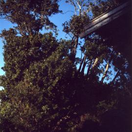 Tītoki tree, Fairview c. 2003