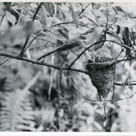 Tīrairaka (Fantail) and baby Koekoea (Long-tailed Cuckoo)