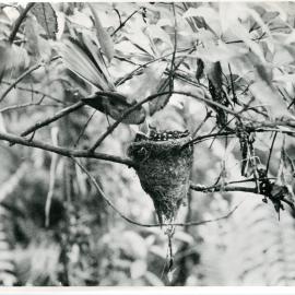 Tīrairaka (Fantail) feeding baby Koekoea (Long-tailed Cuckoo)