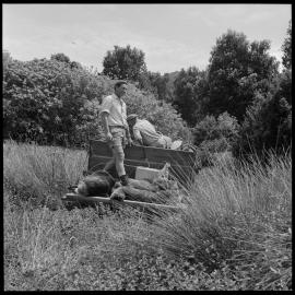 Mayor Island. Wild pig control