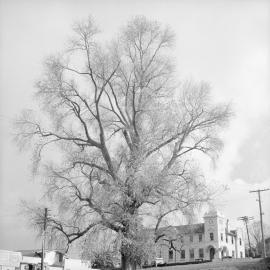 Aspen Tree - taken 15 May 1961