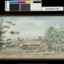 Pine tree outside Winston Ltd.