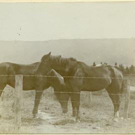 Two horses at Middlemarch, Central Otago