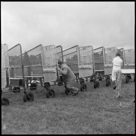 Race meeting Gate Pā. Fourth race - horse gates
