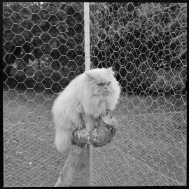 Mrs Slater's cat which won major honours at Auckland Cat Show