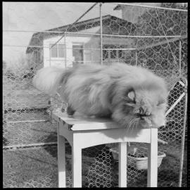 Mrs Slater's cat which won major honours at Auckland Cat Show