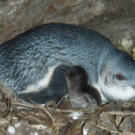 Penguin and chick Mauao, Tauranga