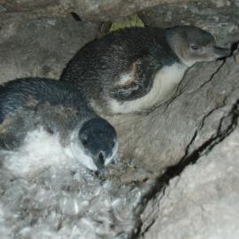 Moulting penguins on Mauao