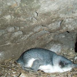 Blue Penguin adult sitting on chick, Mauao, Tauranga