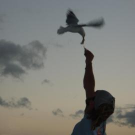 Tourist feeding Red-billed Gull, Mauao, Tauranga