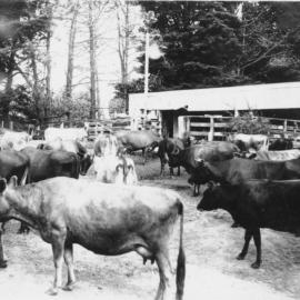Our herd 1938