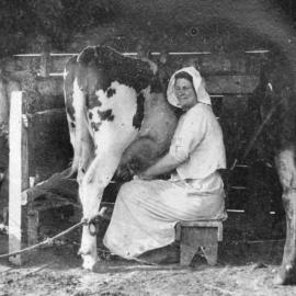 Woman milking cow c 1890s