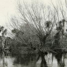 Outlet of Waiari Stream, 30 Jul 1956