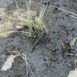 Rena Oil Spill: Papamoa Beach (13 October 2011)