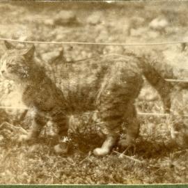 Peter the Great c 1914