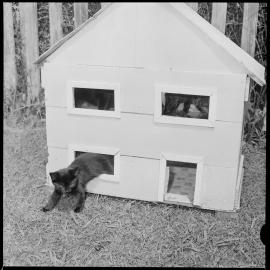 Nine-week-old kitten making unconventional exit through window