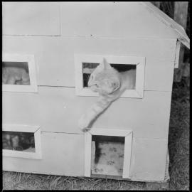 Nine-week-old kitten making unconventional exit through window