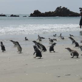 TV1 camera captures penguins getting released, Shark Alley, Mt Maunganui Nov 2011