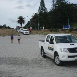 Penguins arriving prior to release, Shark Alley, Mt Maunganui Nov 2011