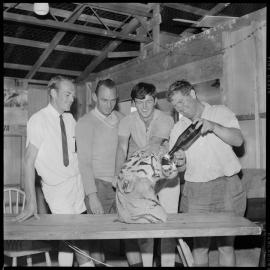 Tiger latest non-flying member of the Tauranga Aero Club at Tauranga Airport