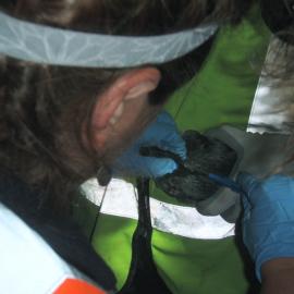 Inserting microchip in penguin, Mauao November 2011