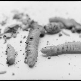 Huhu grubs and termites out of tree 