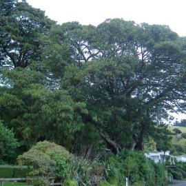 Morton Bay Fig trees mark the previous site of the British Army barracks