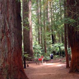 Whakarewarewa Redwoods
