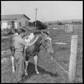 Peter grooms Geronimo.
