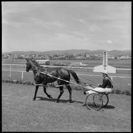Harness racing. Single Direct.