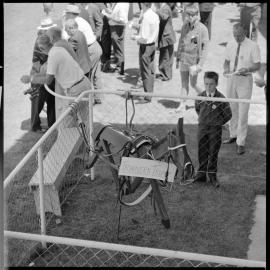 The trophy for leading trainer Mr I. W. Dickie of Te Awamutu.