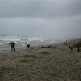 Rena oil spill photos of polluted beach  2012 0105