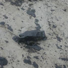 Rena oil spill photos of polluted beach  2012 0113