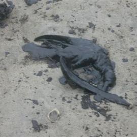 Rena oil spill photos of polluted beach  2012 0111