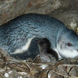 Penguin and chick Mauao