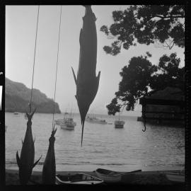 Striped marlin, caught by Mr. R. Wiig