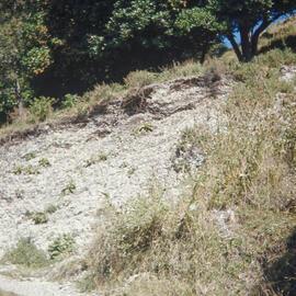 Shell south-side, Mt Maunganui