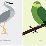 Some of Alice Berry's New Zealand Bird Images