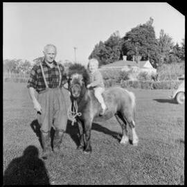 Miniature horses