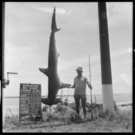 Hammerhead shark caught