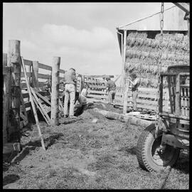 Maketū rodeo prep