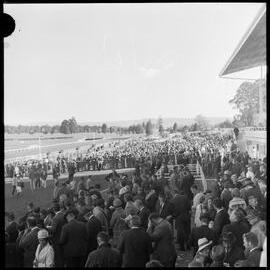 Tauranga Race Course race day