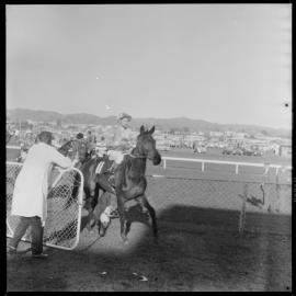 Tauranga Race Course race day